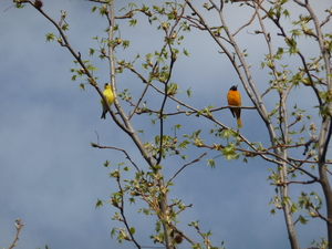 TheisenBaltimoreOrioleandGoldfinch